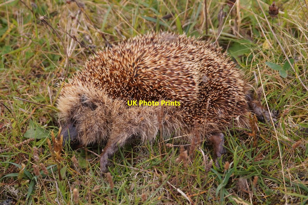 Photo 6"x4" Dead Hedgehog (Erinaceus europaeus), Baltasound Baliasta\/HP6009 c2016