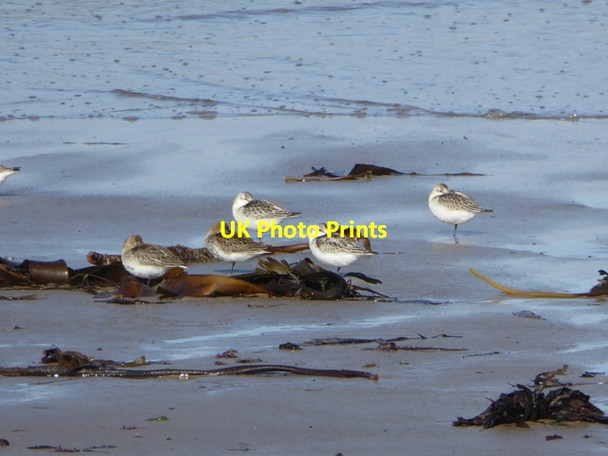 Photo 6"x4" Dunlins and Sanderlings on Lossiemouth West Beach Lossiemouth c2016