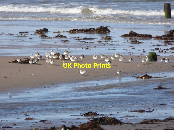 Photo 6"x4" Sanderlings on Lossiemouth West Beach Lossiemouth c2016