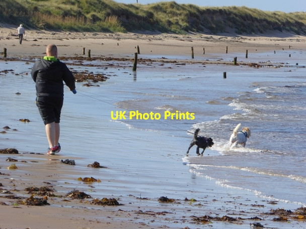 Photo 6"x4" Eager for a swim Lossiemouth c2016