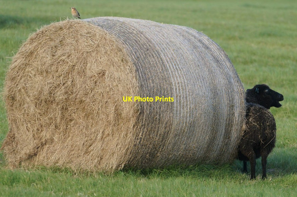 Photo 6"x4" Sheep, Bale and Wheatear, Baltasound Baliasta\/HP6009 c2016