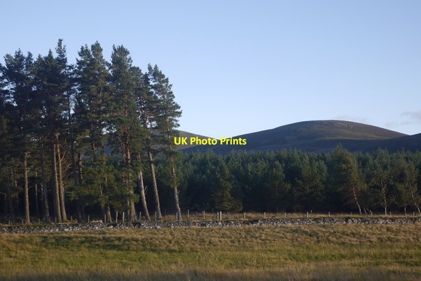 Photo 6"x4" Woodland, Corgarff Corgarff c2016