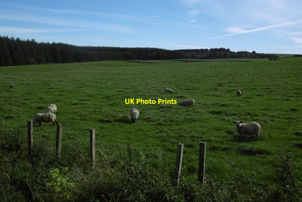 Photo 6"x4" Grazing sheep, Todlachie Pitmunie c2016