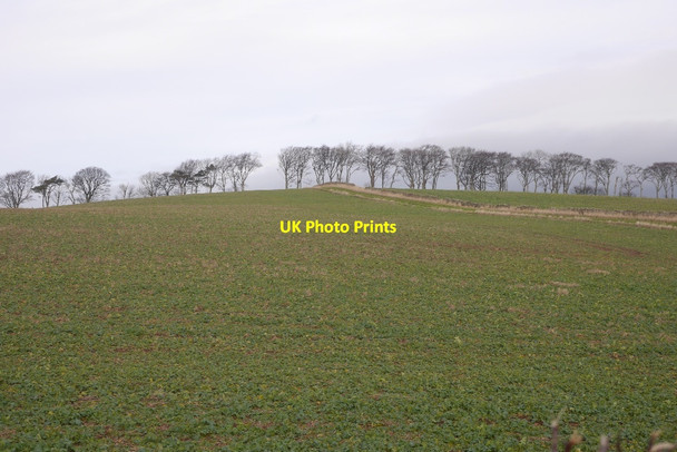 Photo 6"x4" Oilseed rape field, Thurston Innerwick\/NT7274 c2016