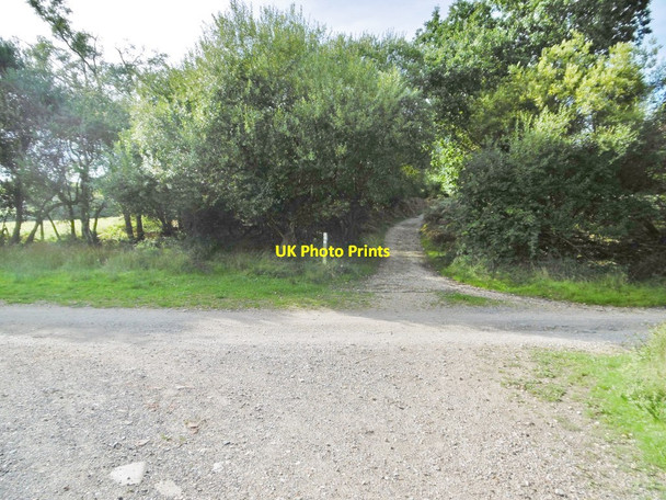 Photo 6"x4" Studland, bridleway junction Studland c2016