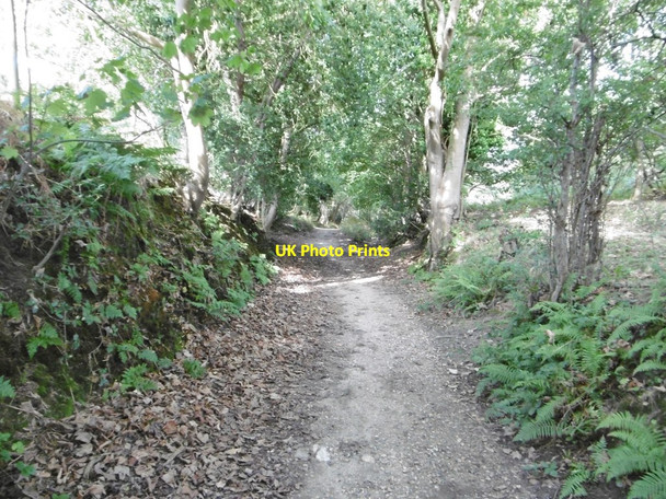 Photo 6"x4" Studland, bridleway Studland c2016