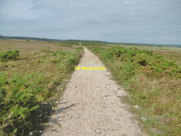 Photo 6"x4" Godlingston Heath, bridleway Studland c2016