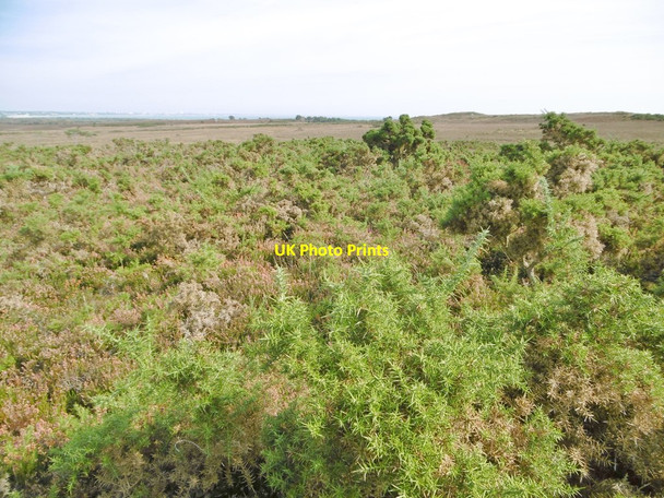 Photo 6"x4" Godlingston Heath, gorse Studland c2016