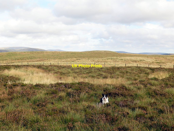 Photo 6"x4" Location of Roman Signal Station, Brownhart Law Upper Hindhope c2016