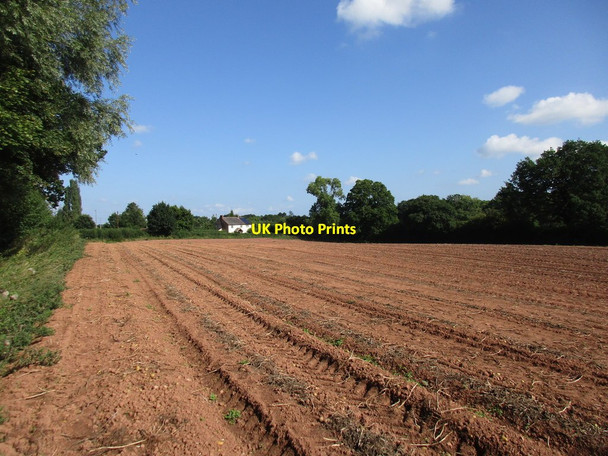 Photo 6"x4" Footpath and harvested potato field Aston Ingham c2016
