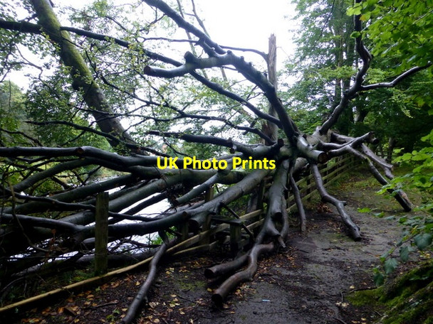 Photo 6"x4" Fallen tree, McCauley Park, Omagh Omagh c2016
