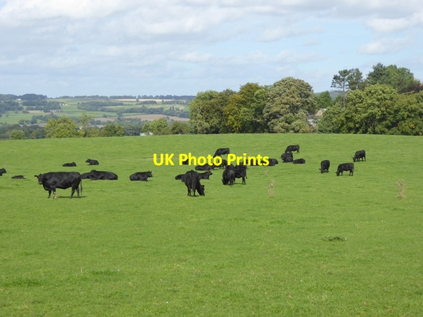 Photo 6"x4" Bullocks in field below Kyo Bog Lane Prudhoe c2016