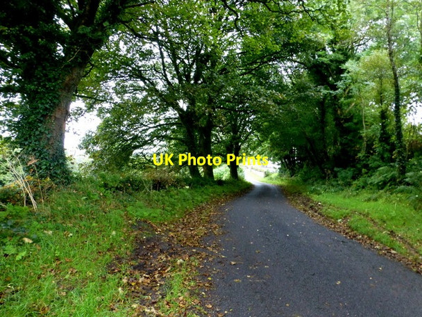 Photo 6"x4" Fallen leaves along Botera Upper Road Omagh c2016