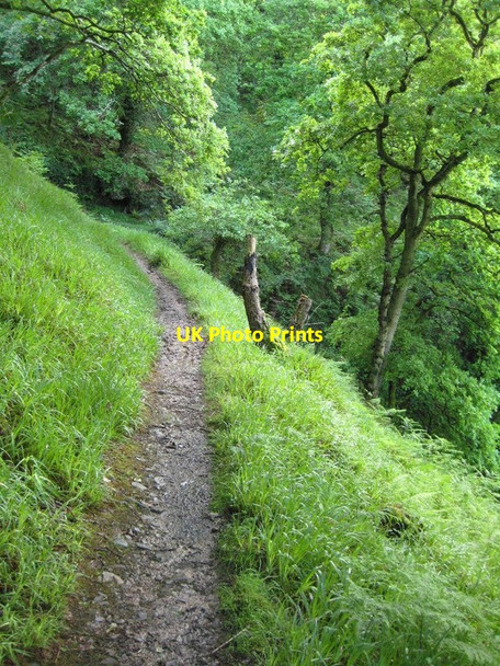 Photo 6"x4" The coast path passing through Chubhill Wood Countisbury c2009