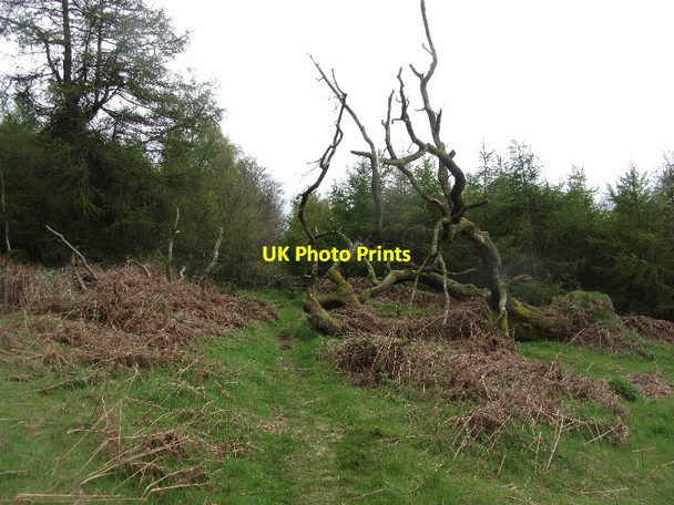 Photo 6"x4" Path above Yatton Hill Yatton\/SO4266 c2012