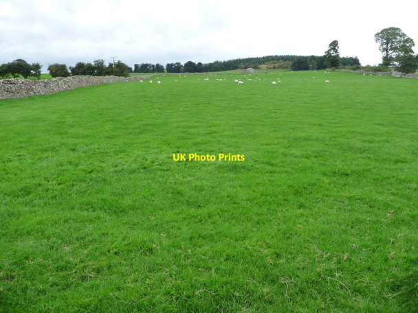 Photo 6"x4" Sheep pasture between Middleham Low and High Moors Agglethorpe c2016