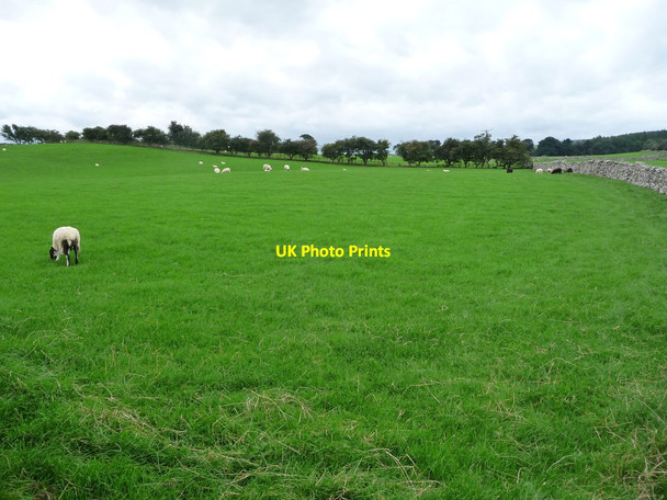 Photo 6"x4" Sheep grazing, west of the road to Agglethorpe Agglethorpe c2016
