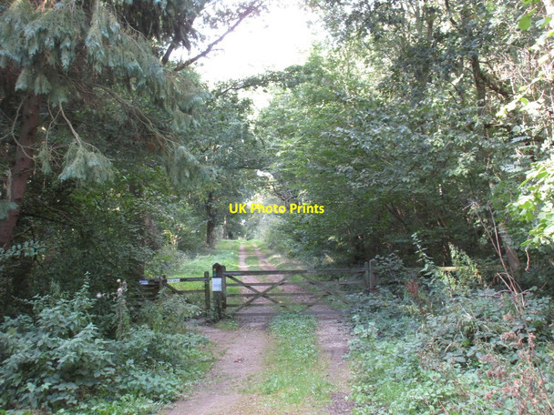 Photo 6"x4" Footpath through Potterhanworth Wood Potterhanworth Booths c2016