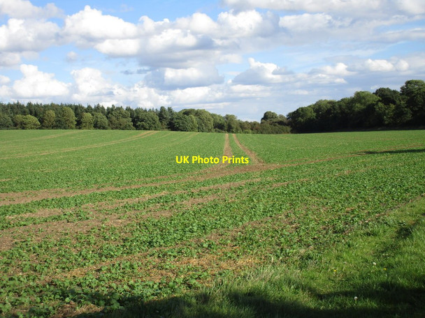 Photo 6"x4" Field of oilseed rape Potterhanworth c2016