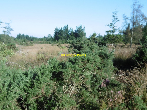 Photo 6"x4" Kingswood Heath Bushey\/SY9883 c2016