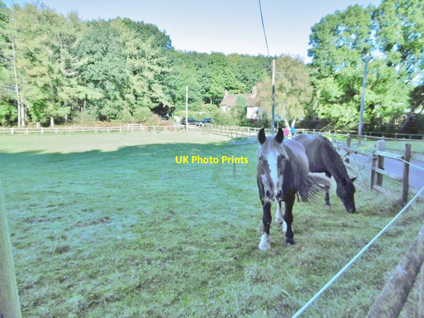 Photo 6"x4" Rempstone, horse grazing Bushey\/SY9883 c2016