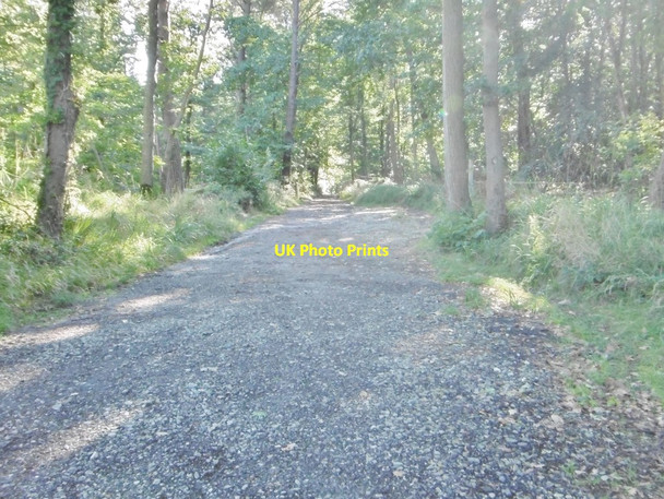 Photo 6"x4" Rempstone, forestry road Bushey\/SY9883 c2016