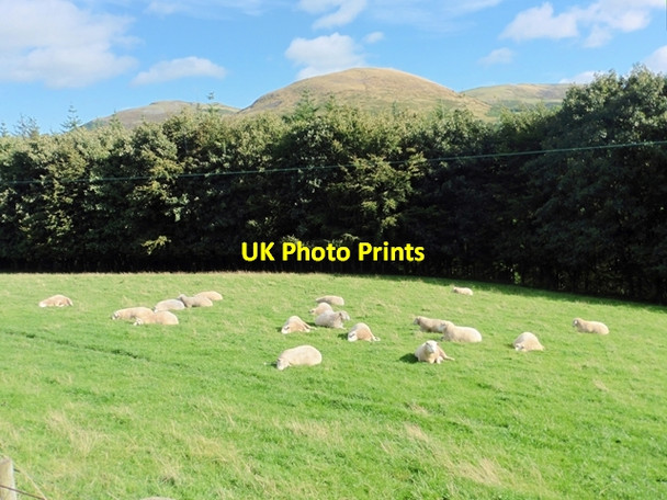 Photo 6"x4" Recumbent sheep Town Yetholm c2016