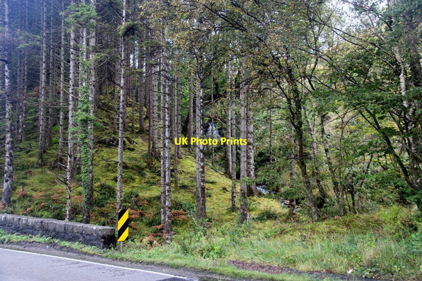 Photo 6"x4" Forest by the A82 Inchree c2016