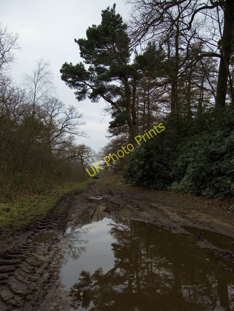 Photo 6"x4" Woodland bridleway, Houghton Moor South Cliffe c2009