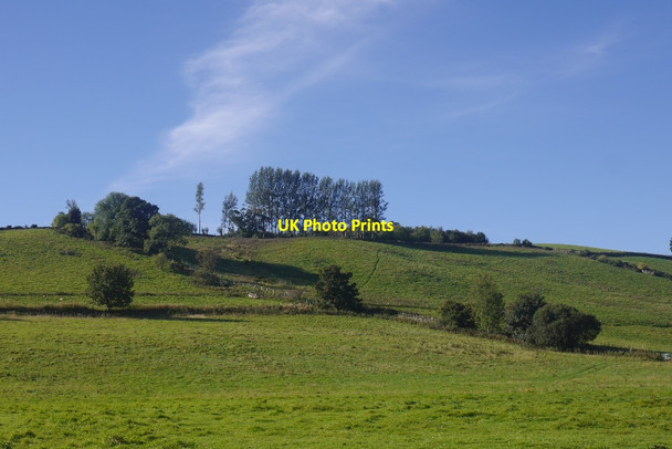 Photo 6"x4" Poplars, Knocky Blairgowrie c2016