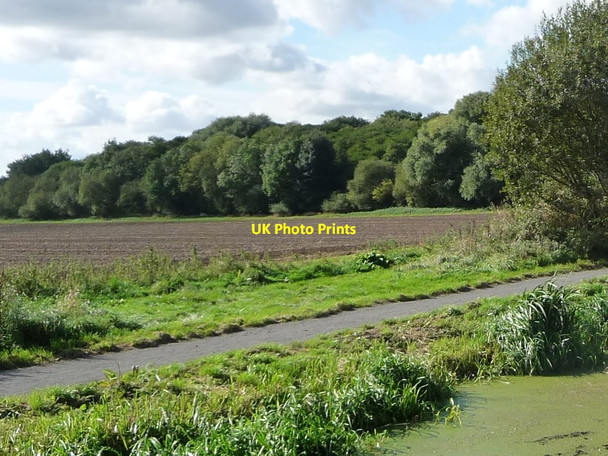 Photo 6"x4" Trees on a former railway embankment Ealand c2016