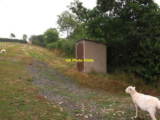 Photo 6"x4" Sheep in Near Benedicts  Bridfordmills c2016