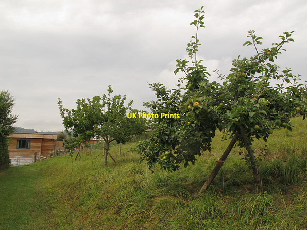 Photo 6"x4" Orchard at Sheldon Bridfordmills c2016