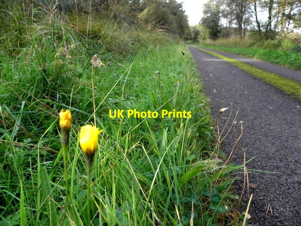 Photo 6"x4" Illanmean Road, Straduff Dromore\/H3562 c2016