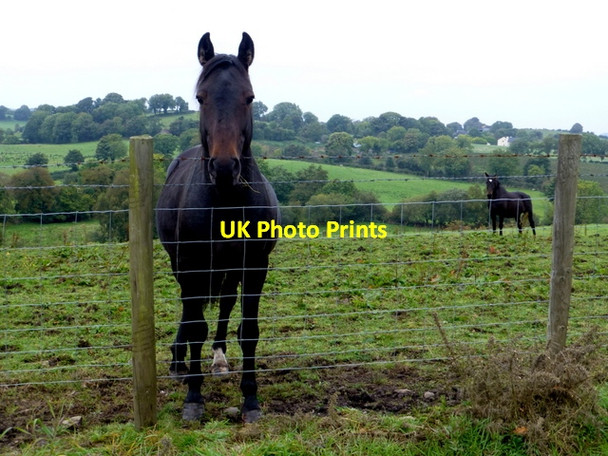 Photo 6"x4" Horses, Botera Lower Mountjoy\/H4277 c2016