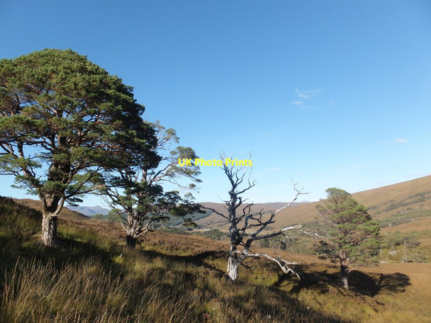 Photo 6"x4" Old pines by the Allt Doire Bheithe Craig\/NH0349 c2016