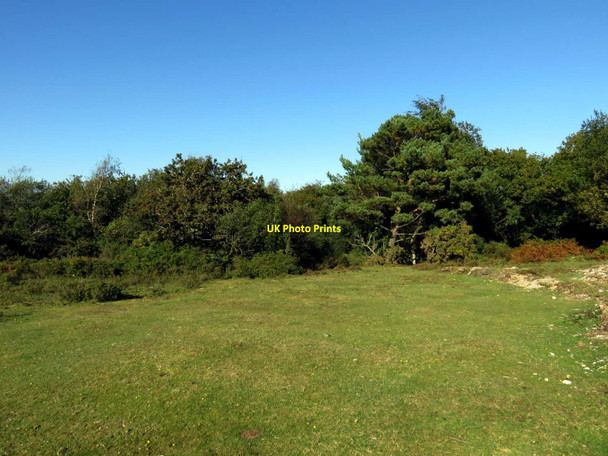 Photo 6"x4" Heath near Crockford Bridge Bull Hill\/SZ3398 c2016