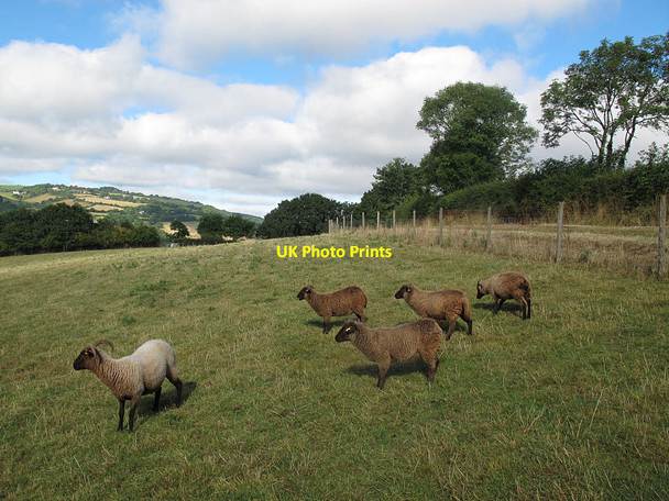 Photo 6"x4" Sheep in Far Benedicts Bridfordmills c2016