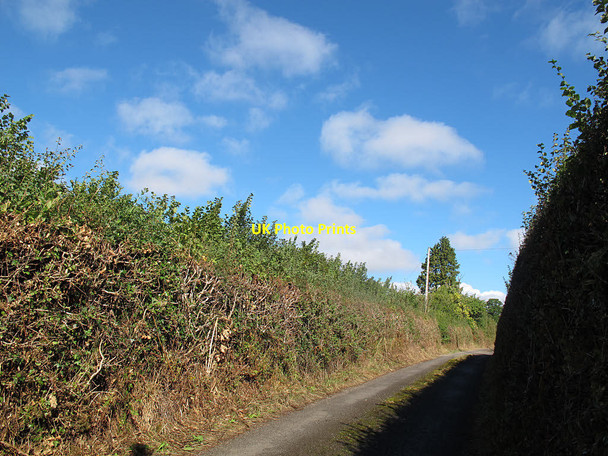 Photo 6"x4" Flailed hedges Bridfordmills c2016