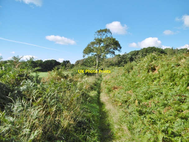 Photo 6"x4" Wareham, footpath Wareham c2016 P1