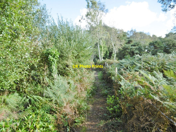 Photo 6"x4" Carey Heath, footpath Wareham c2016