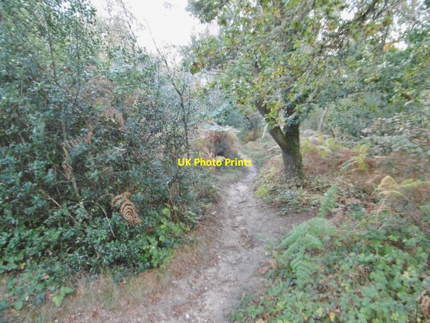 Photo 6"x4" Wareham Forest, path Wareham c2016