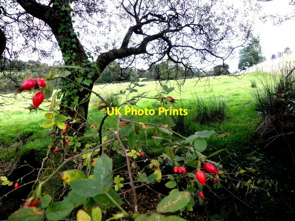 Photo 6"x4" Rose hips, Legphressy Drumquin c2016