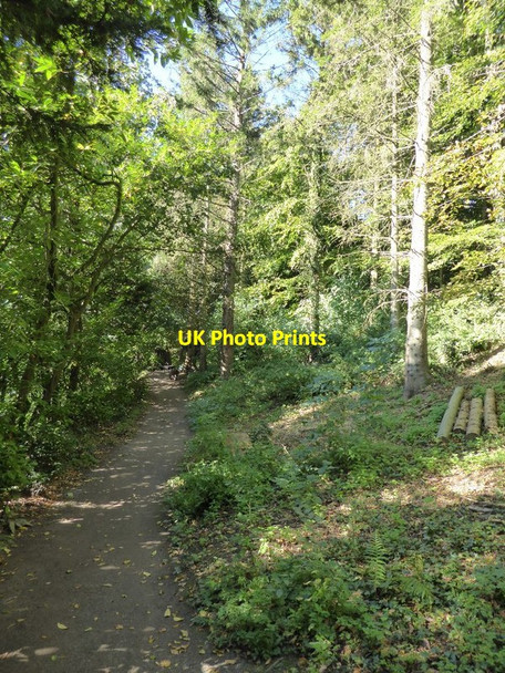 Photo 6"x4" Woodland in Dyrham Park Dyrham c2016