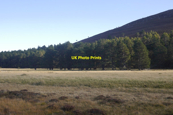 Photo 6"x4" Beside the River Dulnain Sg\u00f9man M\u00f2r c2016