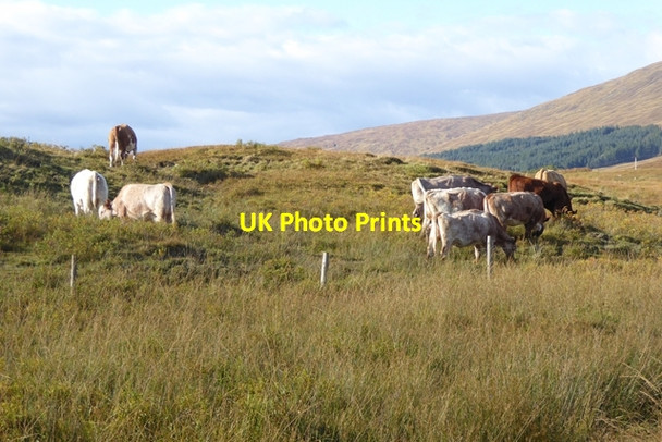 Photo 6"x4" Cattle at Achnasaul Achnacarry c2016