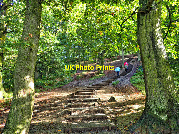 Photo 6"x4" Newton Woods Great Ayton c2016