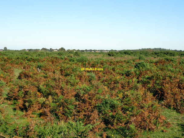 Photo 6"x4" Looking across Beaulieu Heath East Boldre c2016