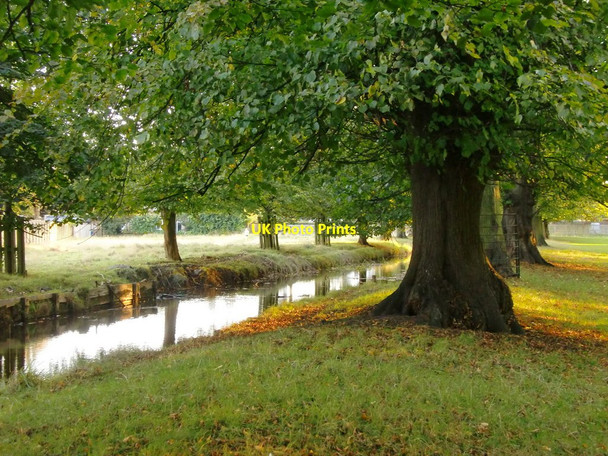 Photo 6"x4" Lime trees in October, Bushy Park Surbiton c2016