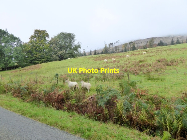 Photo 6"x4" Sheep on the loose Ardochy Ho c2016
